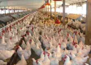 Poultry Business Plan in Nigeria Free PDF and Doc Download