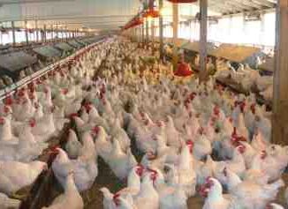 Poultry Business Plan in Nigeria Free PDF and Doc Download