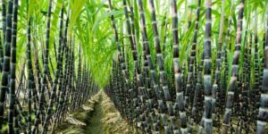 Sugarcane Farming Business Plan PDF in Nigerian