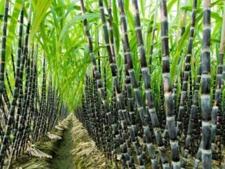 Sugarcane Farming Business Plan PDF in Nigerian
