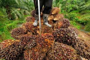 Palm Kernel Oil Business Plan Free PDF Download (UPDATED)