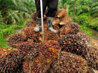 Palm Kernel Oil Business Plan Free PDF Download (UPDATED)