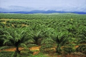 Palm Kernel Oil Business Plan Free PDF Download (UPDATED)